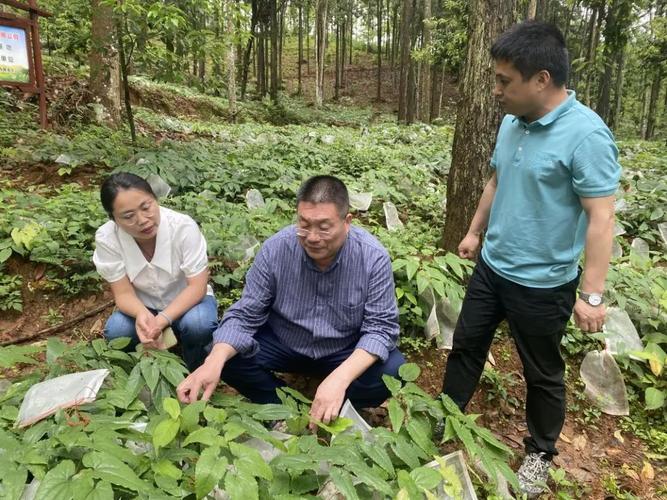 寻求药材种植合作伙伴-第1张图片-光阳健康网